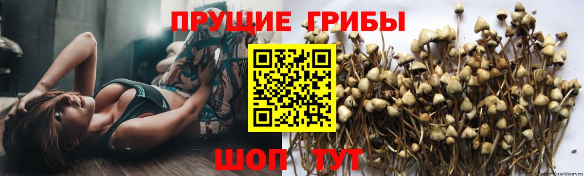 Псилоцибиновые грибы Psilocybe Гусев